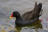 Moorhen 